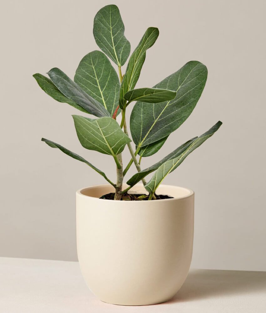 Ficus Audrey