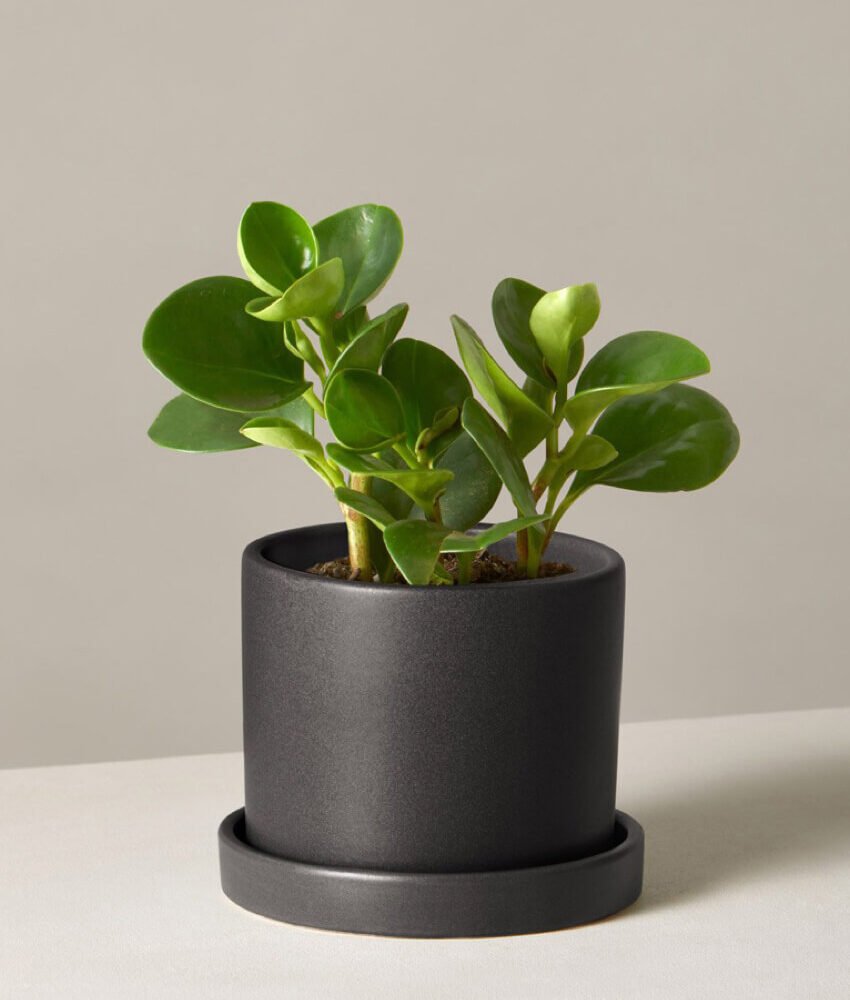 Peperomia Obtusifolia