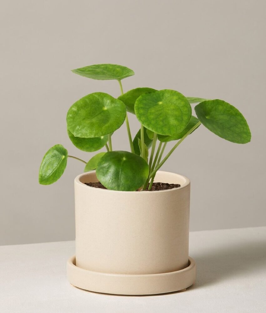 Pilea Peperomioides