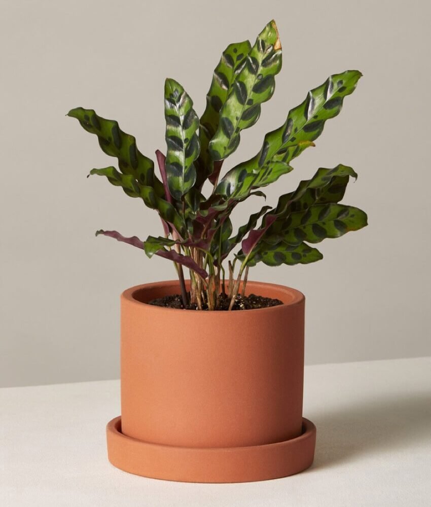 Calathea Rattlesnake